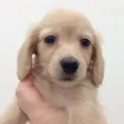 ミニチュア・ダックスフント