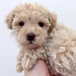トイ・プードル