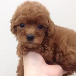 トイ・プードル