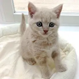 ブリティッシュショートヘア