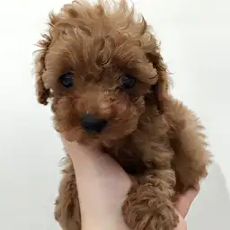 トイ・プードル