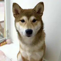 柴犬