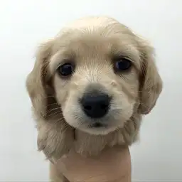 カニンヘン・ダックスフント