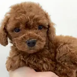 トイ・プードル