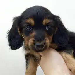 カニンヘン・ダックスフント