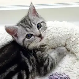 アメリカンショートヘア