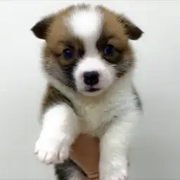 ウェルシュコーギーペンブローク