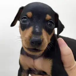 ミニチュア・ピンシャー