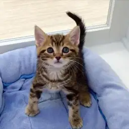 アメリカンショートヘア