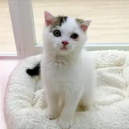 スコティッシュフォールド