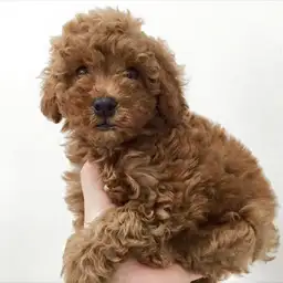 トイ・プードル