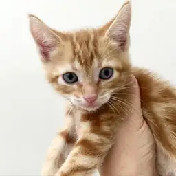 アメリカンショートヘア