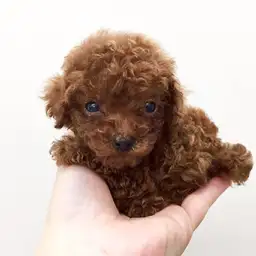 トイ・プードル