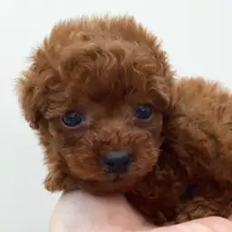 トイ・プードル