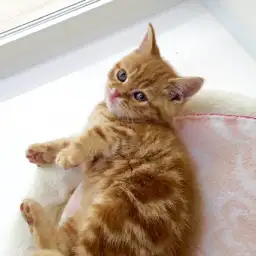 アメリカンショートヘア