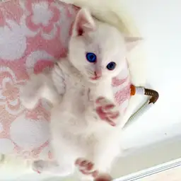 スコティッシュフォールド