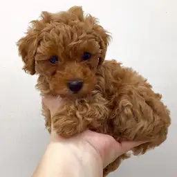 トイ・プードル