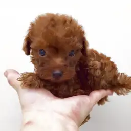 トイ・プードル