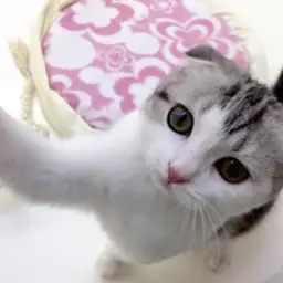 スコティッシュフォールド