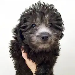 トイ・プードル