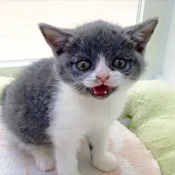 ブリティッシュショートヘア