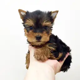 ヨークシャーテリア