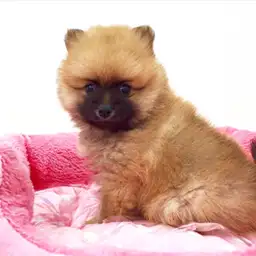 ポメラニアン
