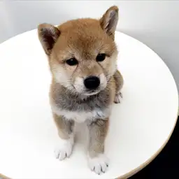 柴犬