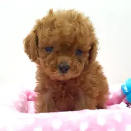 トイ・プードル