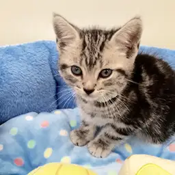 アメリカンショートヘア