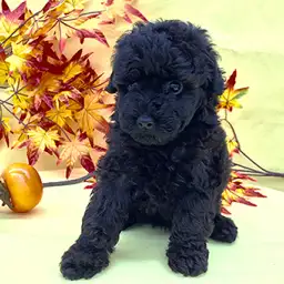 トイ・プードル