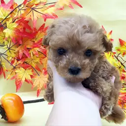 トイ・プードル