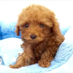 トイ・プードル