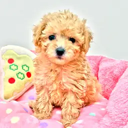 トイ・プードル