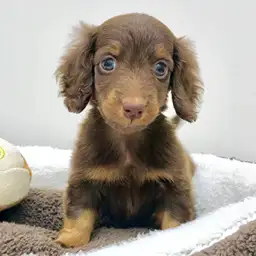 ミニチュア・ダックスフント