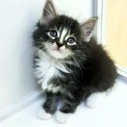 ノルウェージャンフォレストキャット