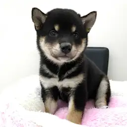 柴犬