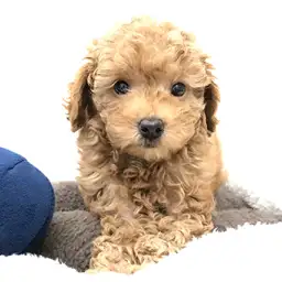 トイ・プードル