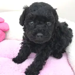 トイ・プードル