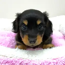 カニンヘン・ダックスフント