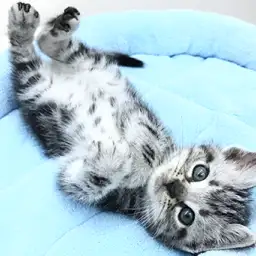 アメリカンショートヘア