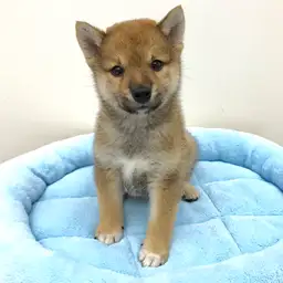 柴犬