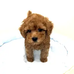 トイ・プードル