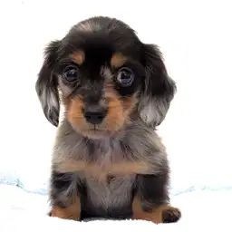 ミニチュア・ダックスフント