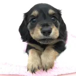 ミニチュア・ダックスフント