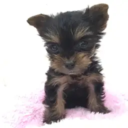 ヨークシャーテリア