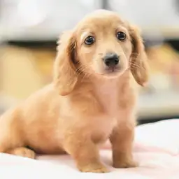 ミニチュア・ダックスフント