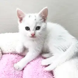 アメリカンショートヘア