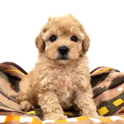 トイ・プードル