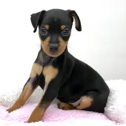 ミニチュア・ピンシャー